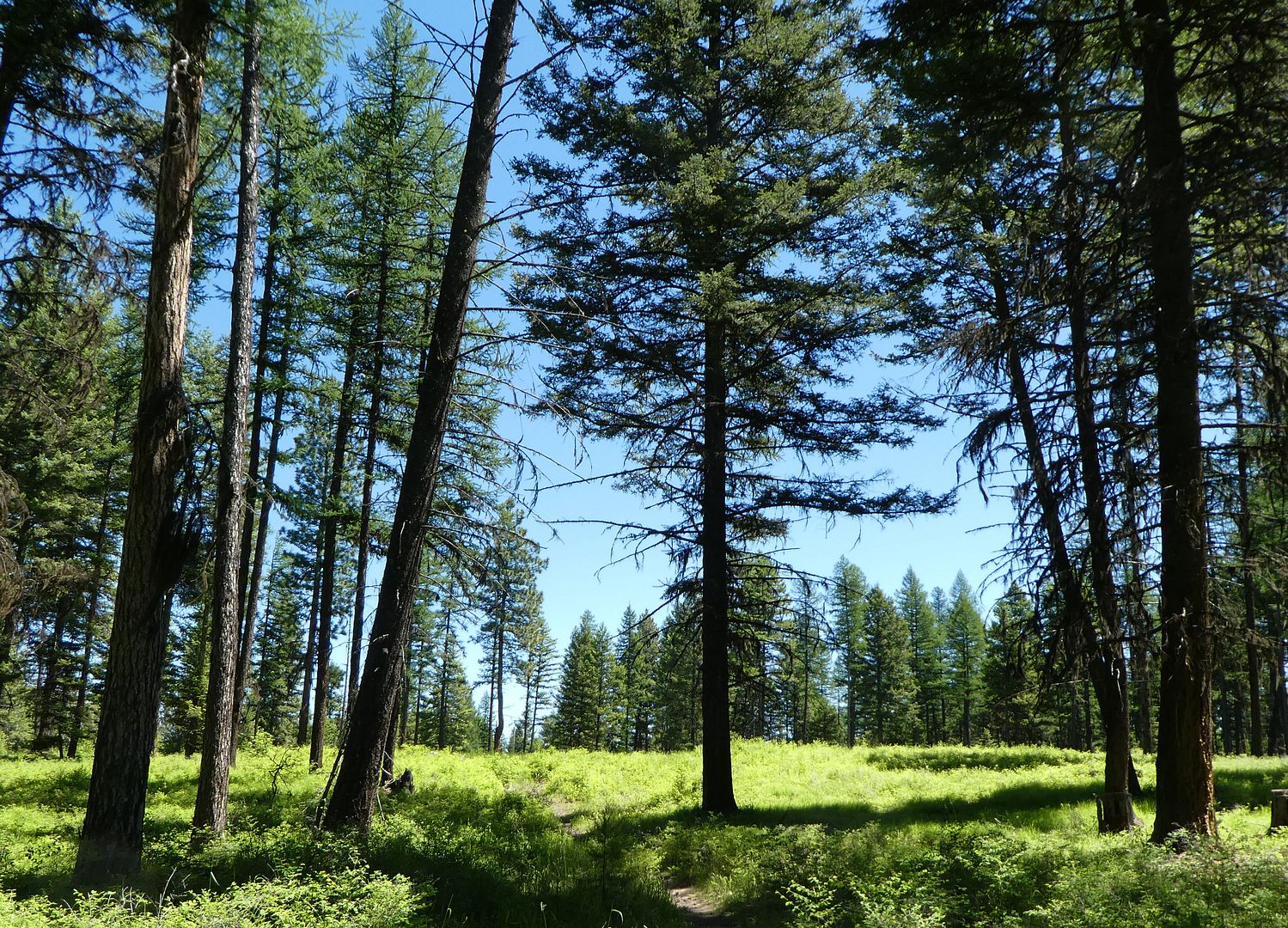 Lake Mary Ronan State Park: Doug Fir Trail East (photo diary)